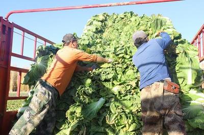 復播蔬菜種植敲開“致富門 成為職工增收新亮點