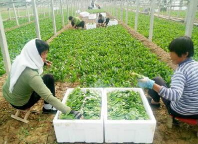 高青縣黑里寨鎮(zhèn)菠菜種植豐產(chǎn)又暢銷_區(qū)縣新聞_淄博大眾網(wǎng)