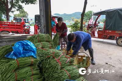 產(chǎn)值1200萬(wàn)元!獨(dú)山基長(zhǎng)鎮(zhèn)豇豆搶“鮮”上市